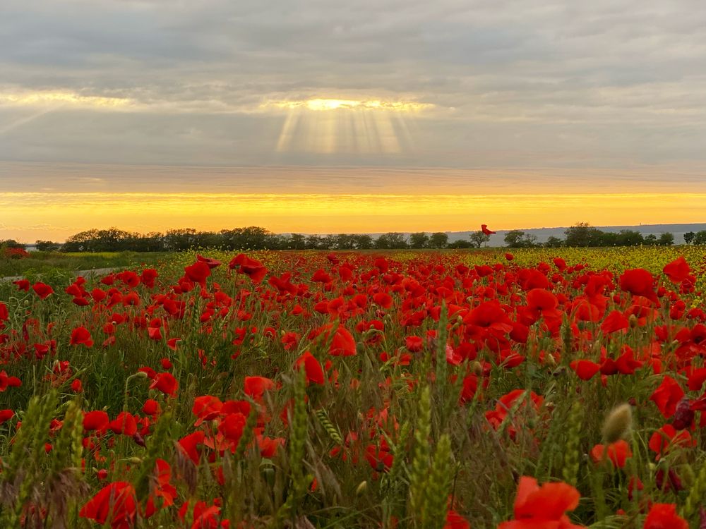 Photograph by Екатерина Круглик