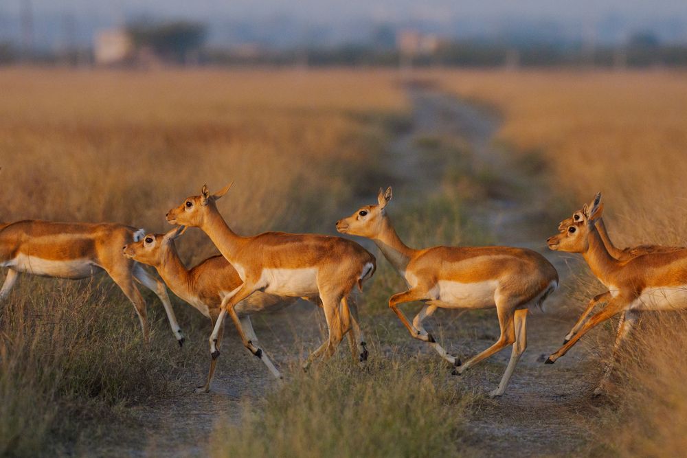 BLACK BUCKS