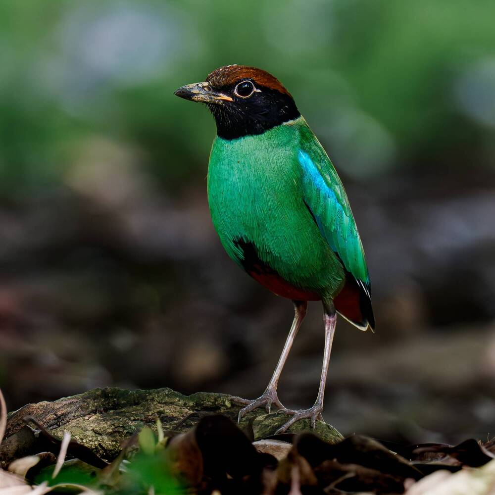 HOODED PITTA