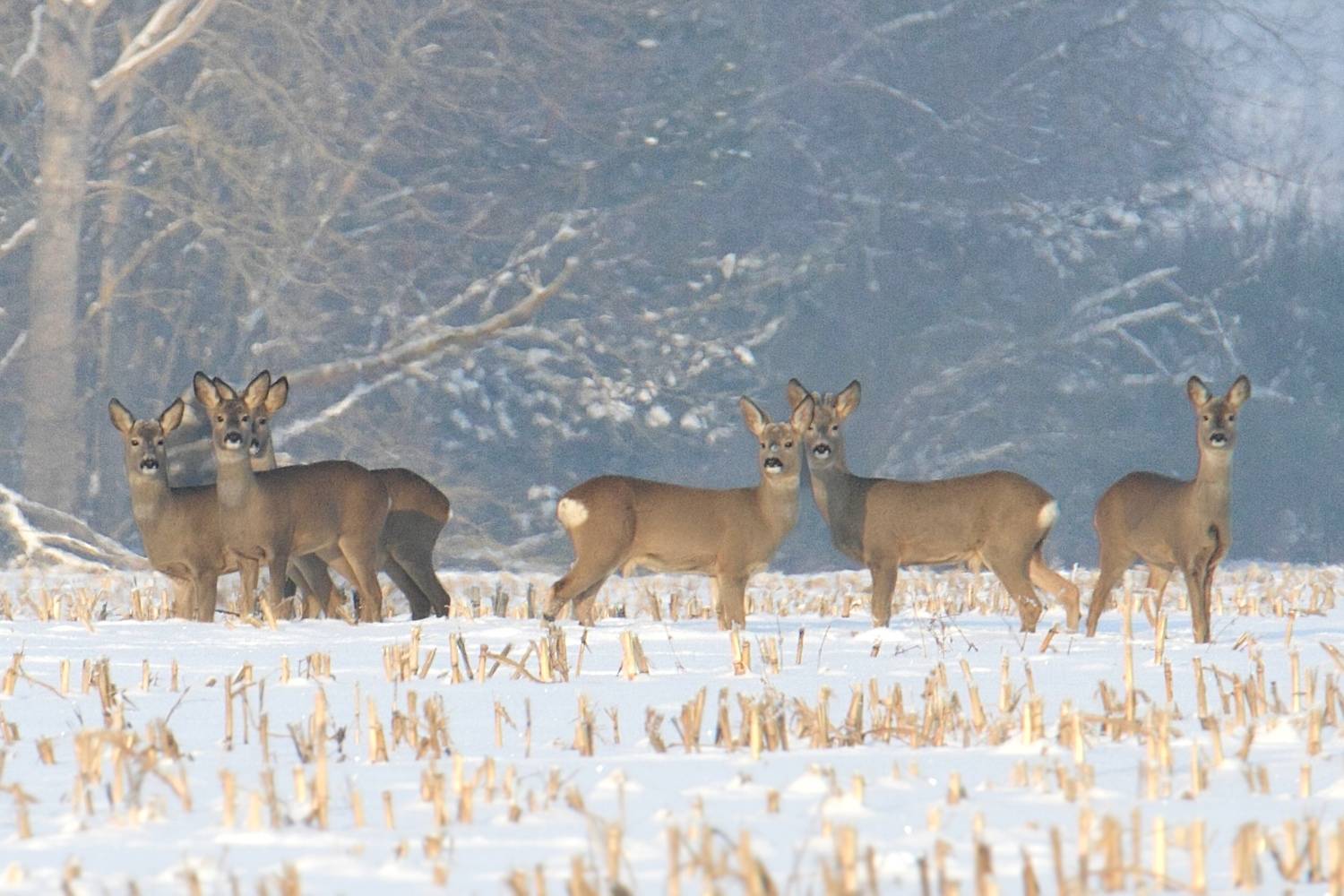Косули. Косули.