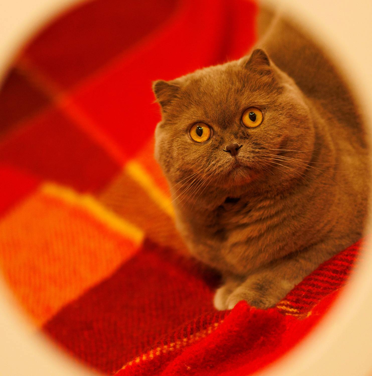 Эти глаза напротив Эти глаза напротив