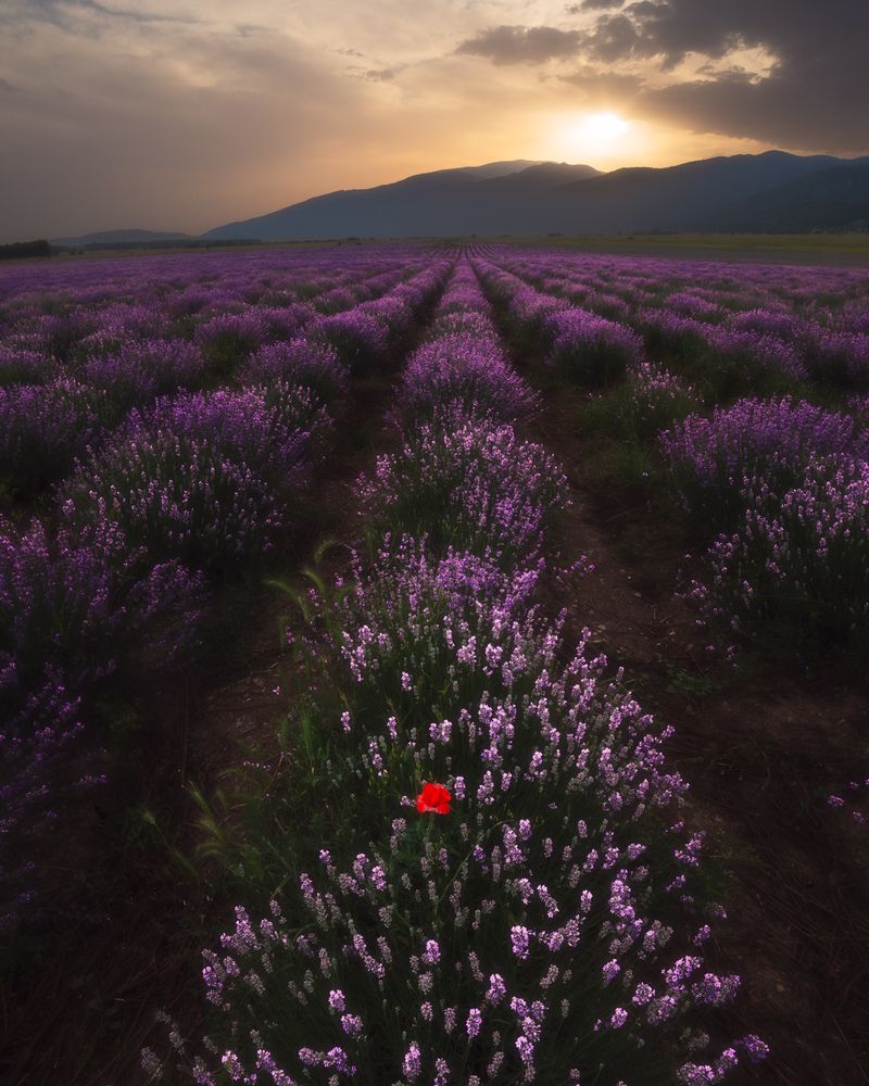 Фотография автора Lyuboslav Bochev