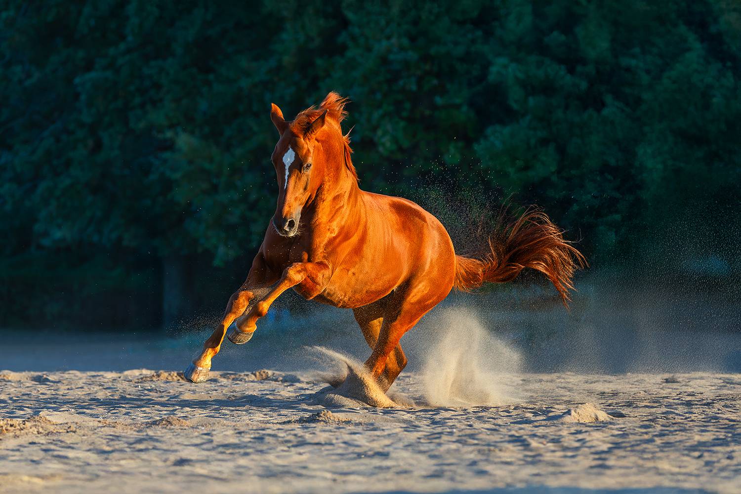 Фотография #13372797