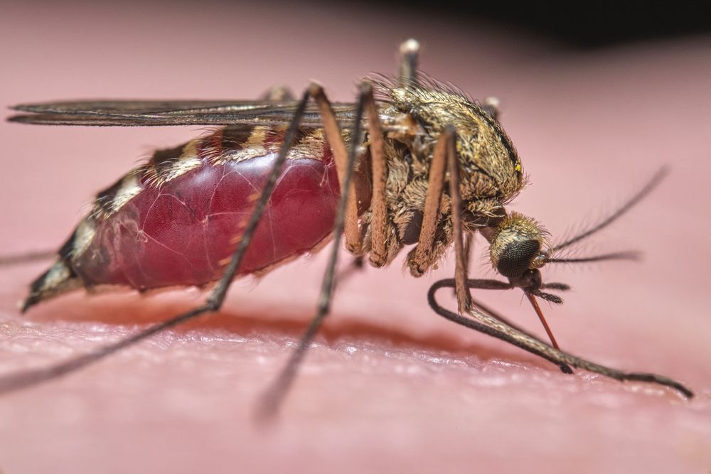 A mosquito