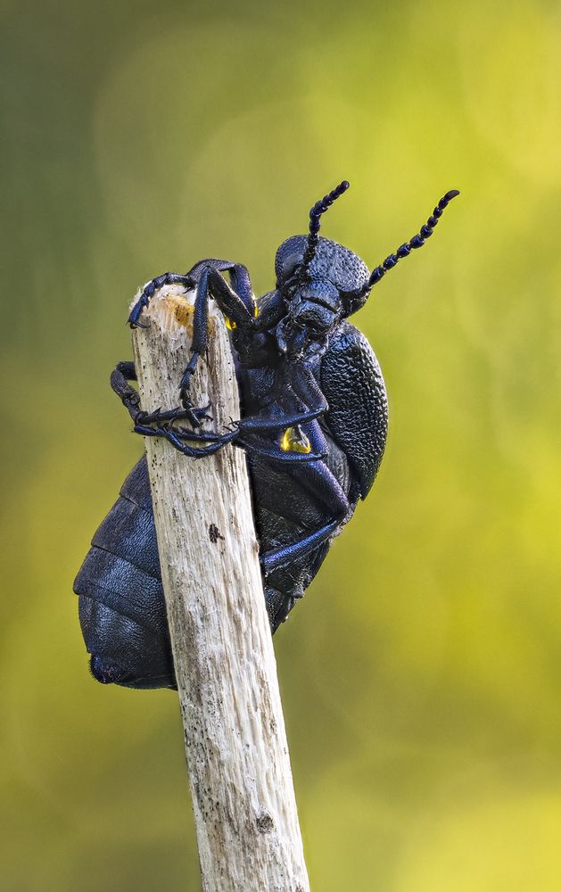 Beetle Meloe.
