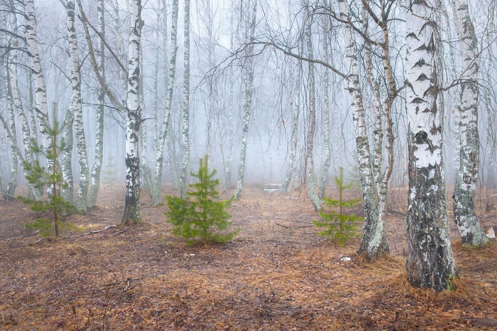 Photograph by Алексеев Дмитрий