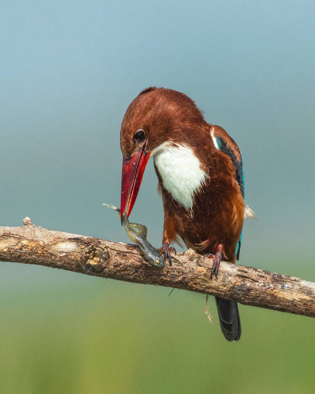 Game over for Froggy