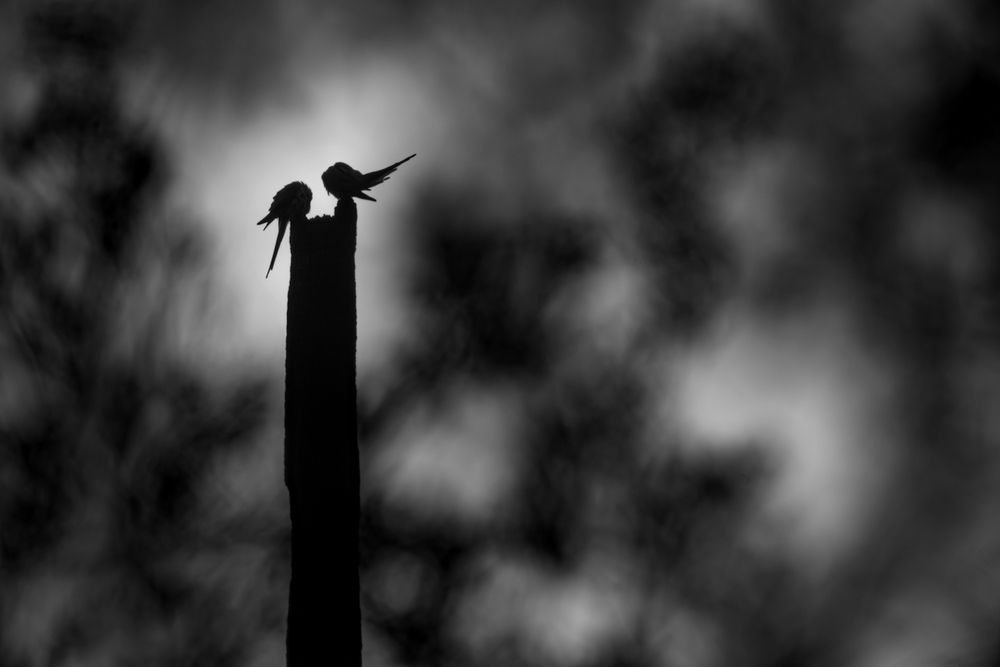 Photograph by Visveswar VK