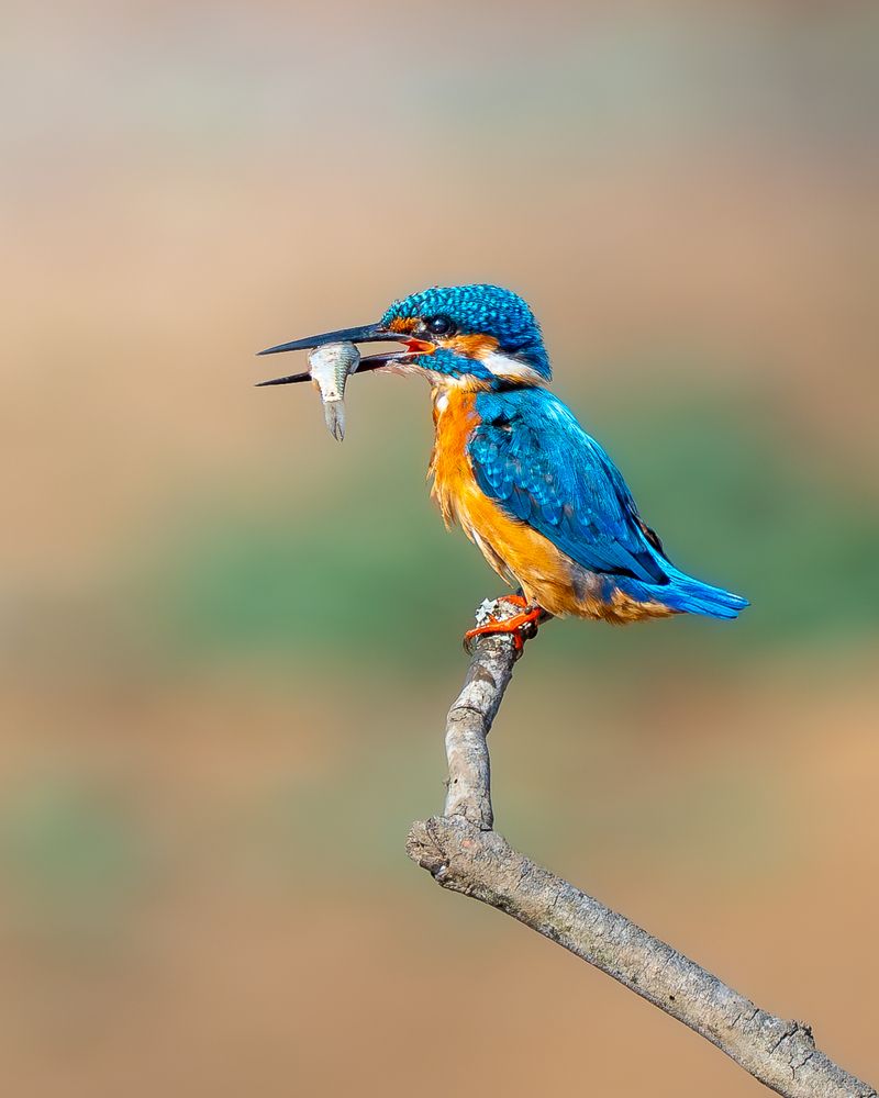 Photograph by Sayantan Mondal