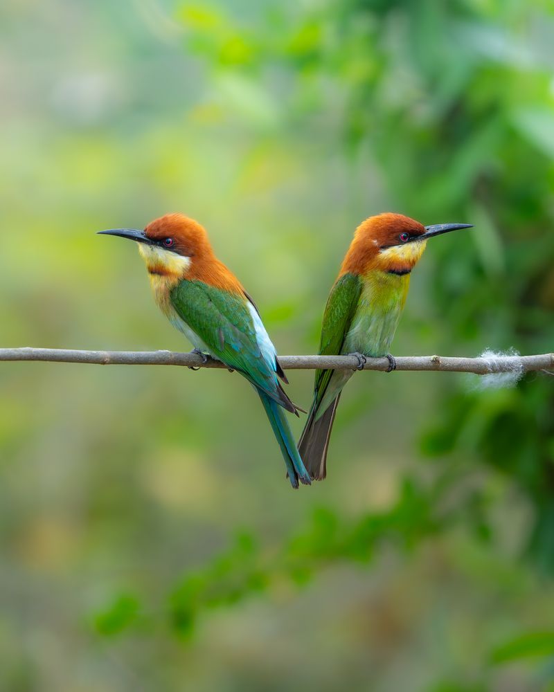 Photograph by Sayantan Mondal