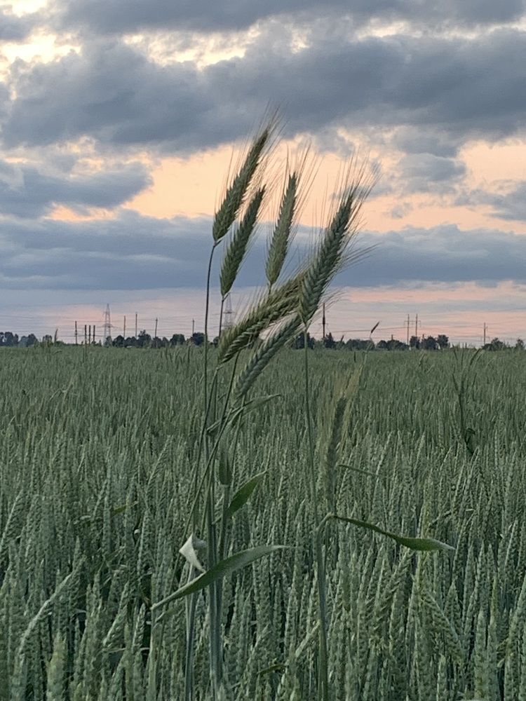 Photograph by Ирина Шпаковская