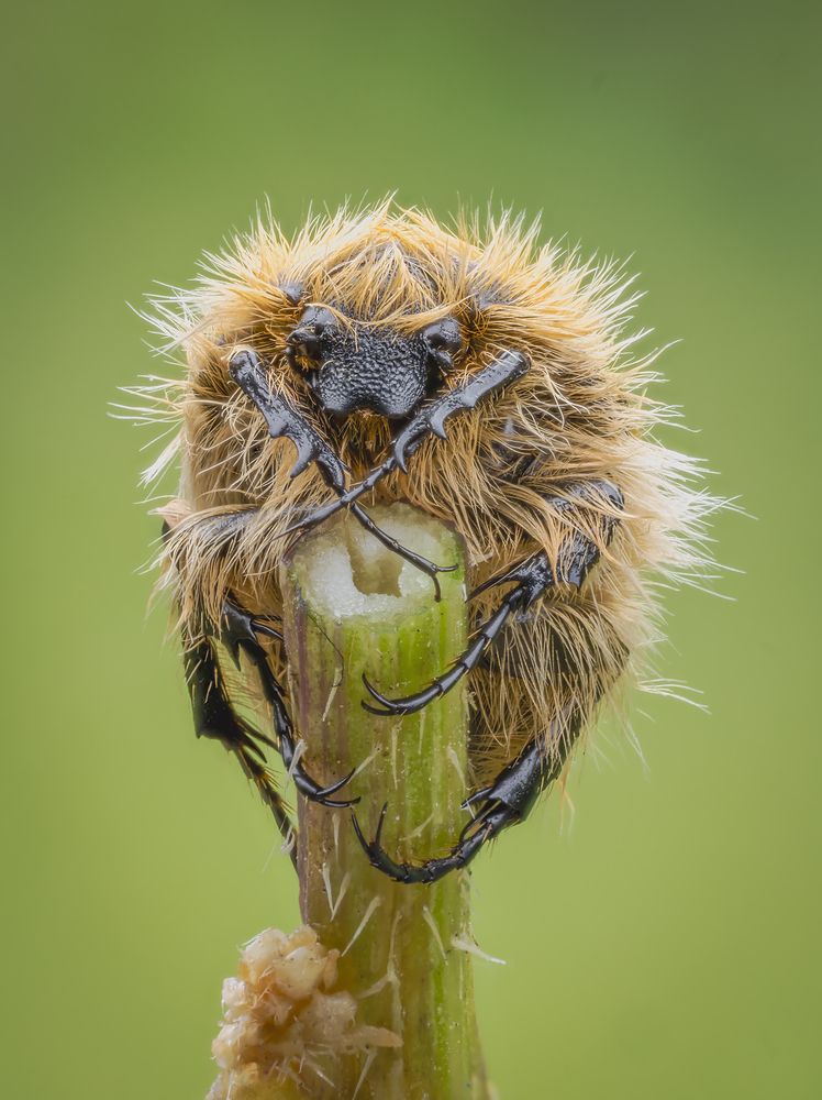 Bug.(Tropinota squalida).