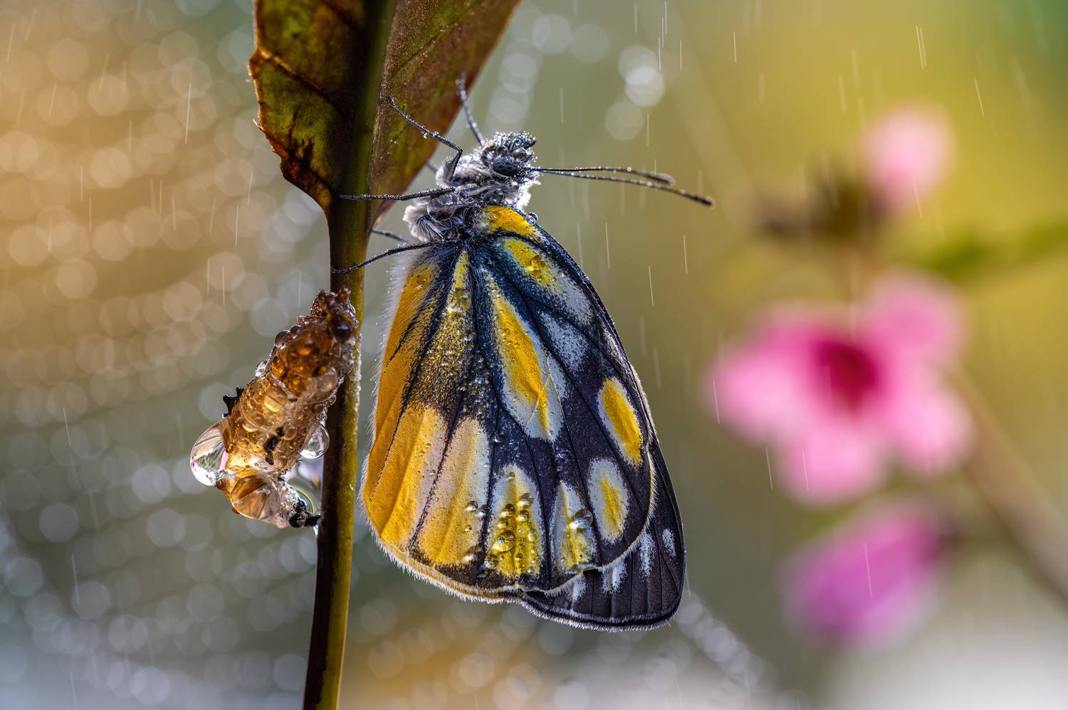 The First Rain of Spring