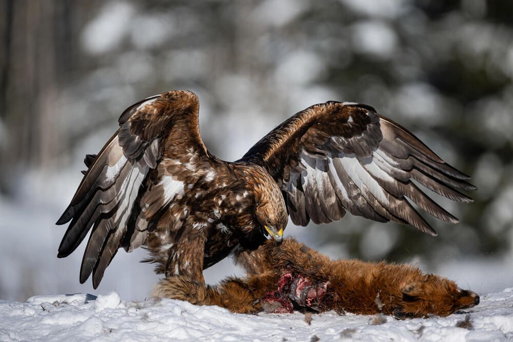 Photograph by Александр Белов