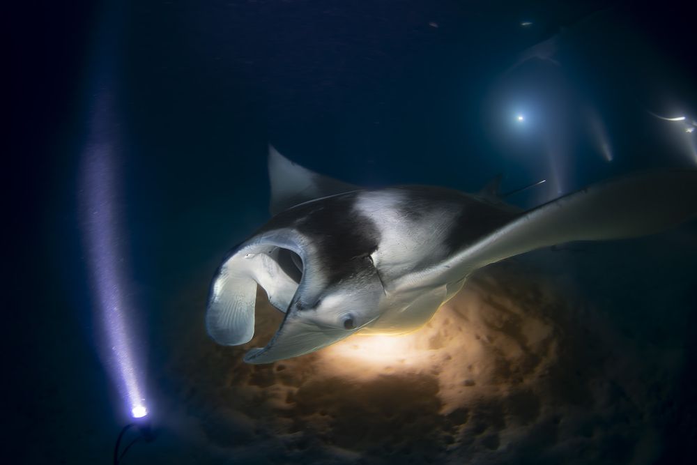 Manta\'s show