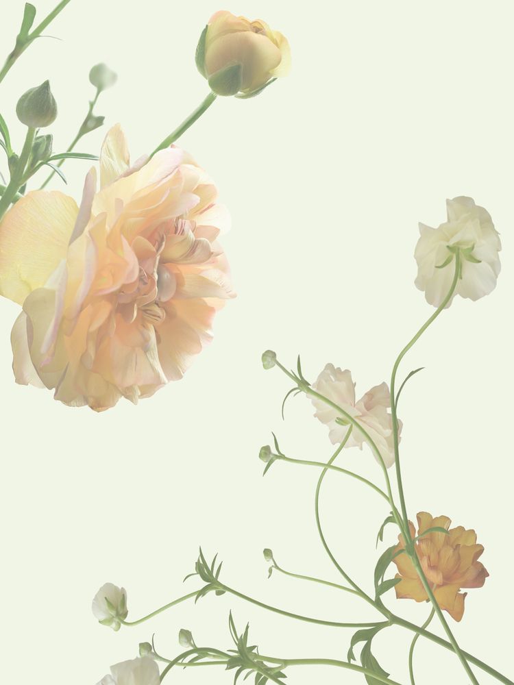 Ranunculus