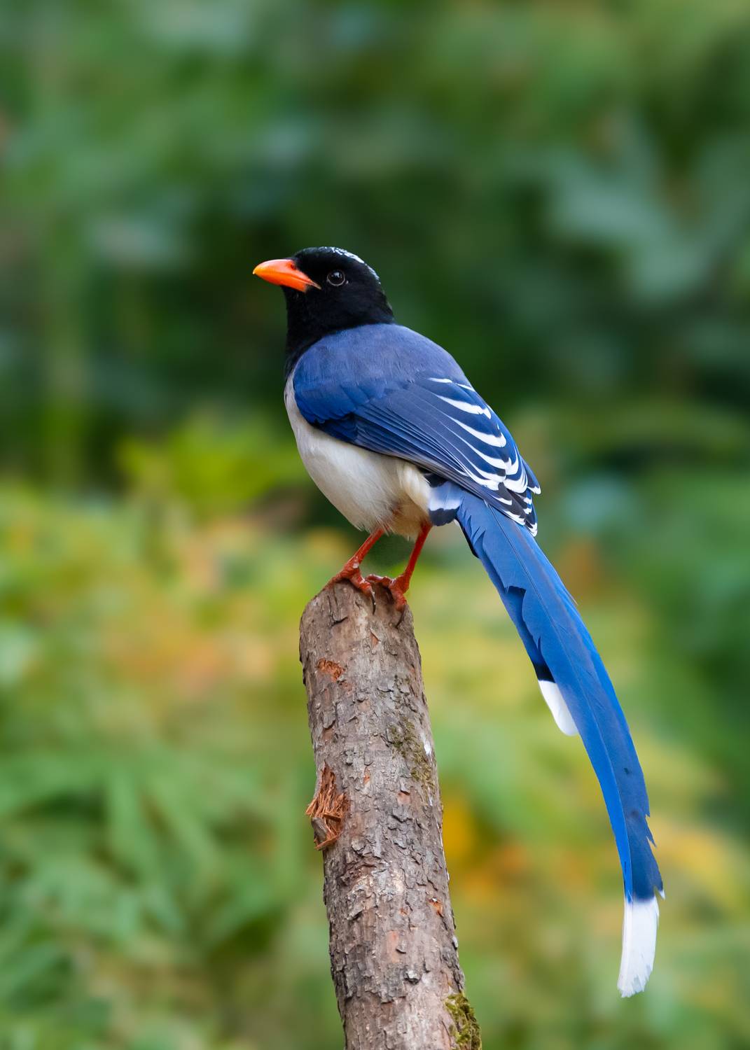 Фотография #13374022