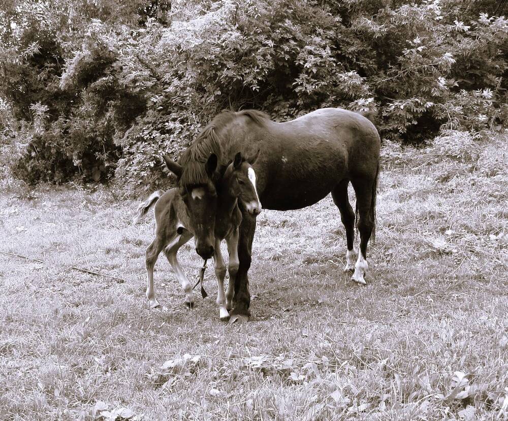 Photograph by Лариса Басова