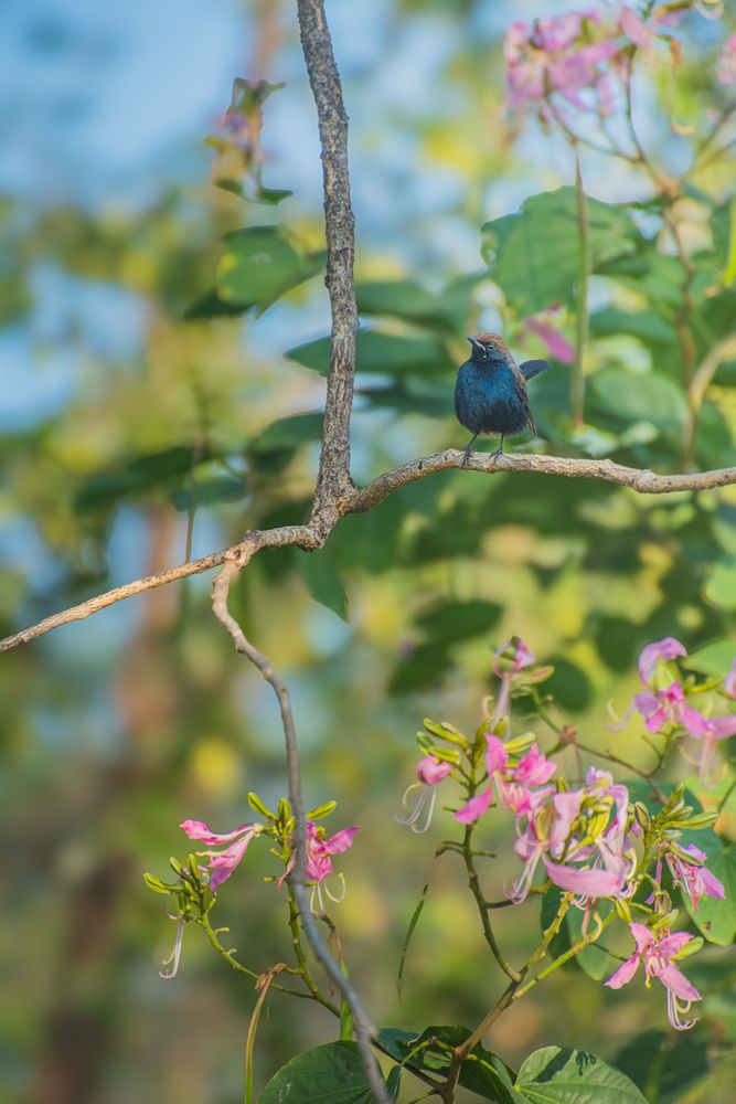 \"Nature\'s framework\": Sometimes the best views are found in the quiet branches.