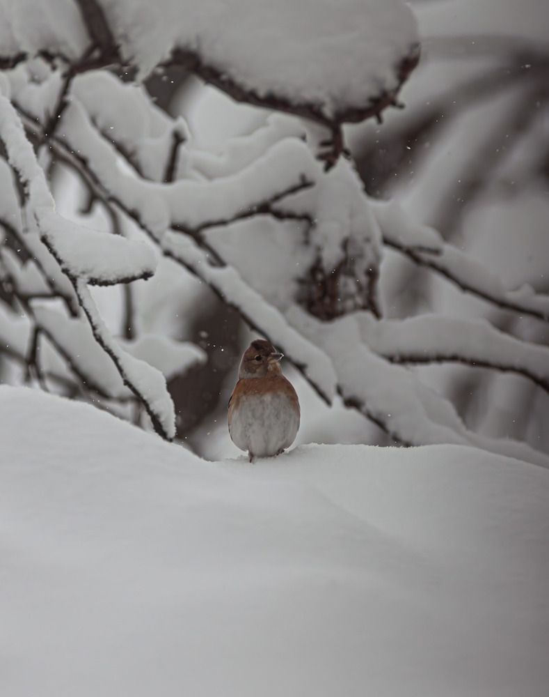 Photograph by Георгий Машкин