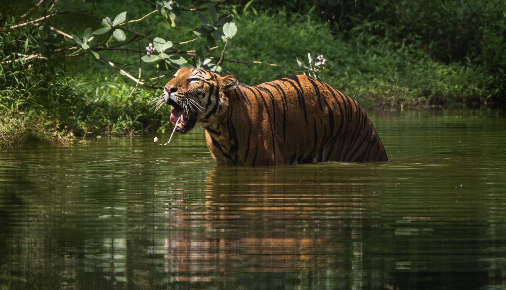 Photograph by Oshada Muthuthantri