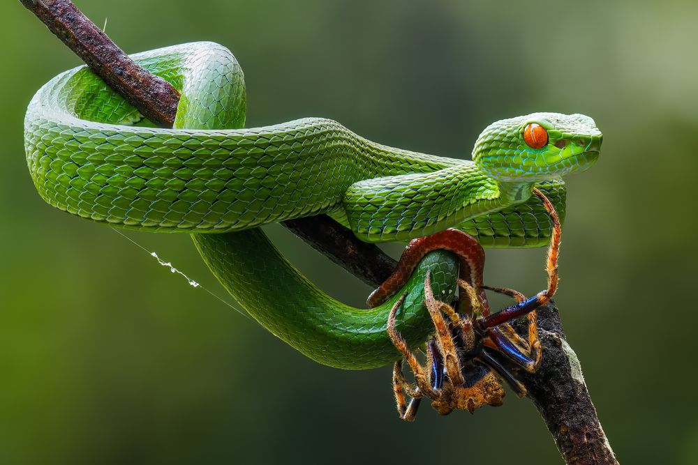 Emerald Hunter