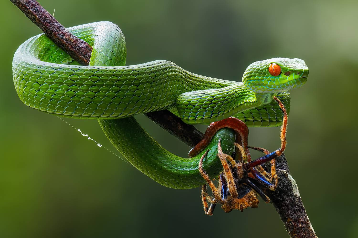 Emerald Hunter Emerald Hunter