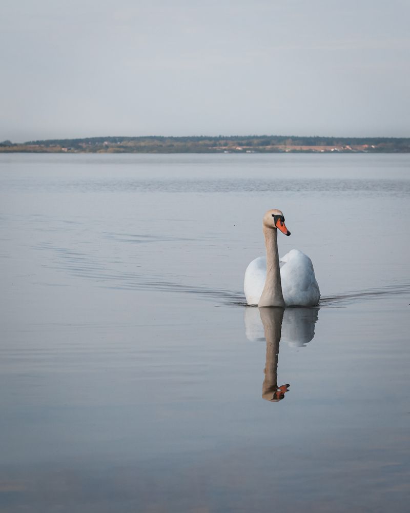 Photograph by Алена Чёрная