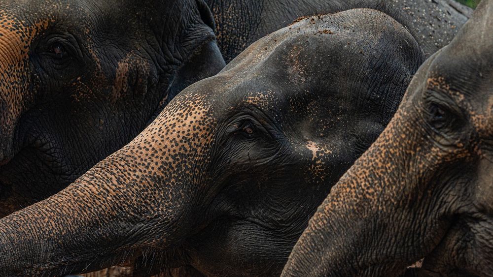 Photograph by Oshada Muthuthantri