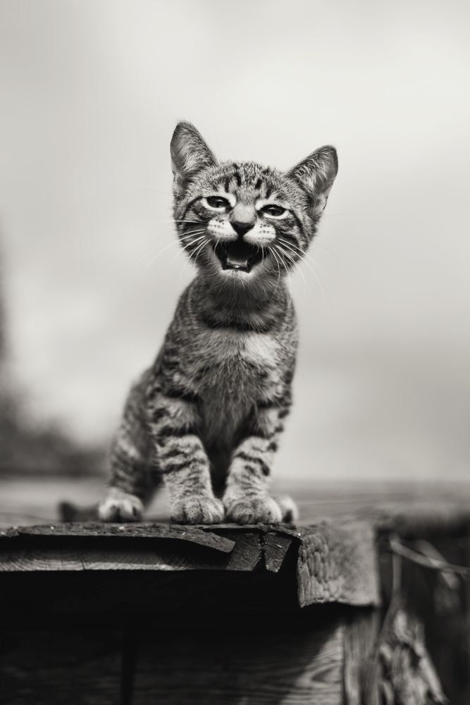 Photograph by Алла Аюпова