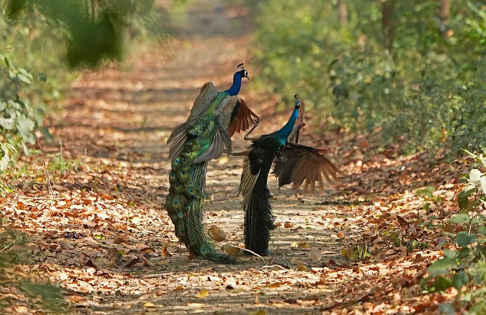 Photograph by Nirmalya Chakraborty