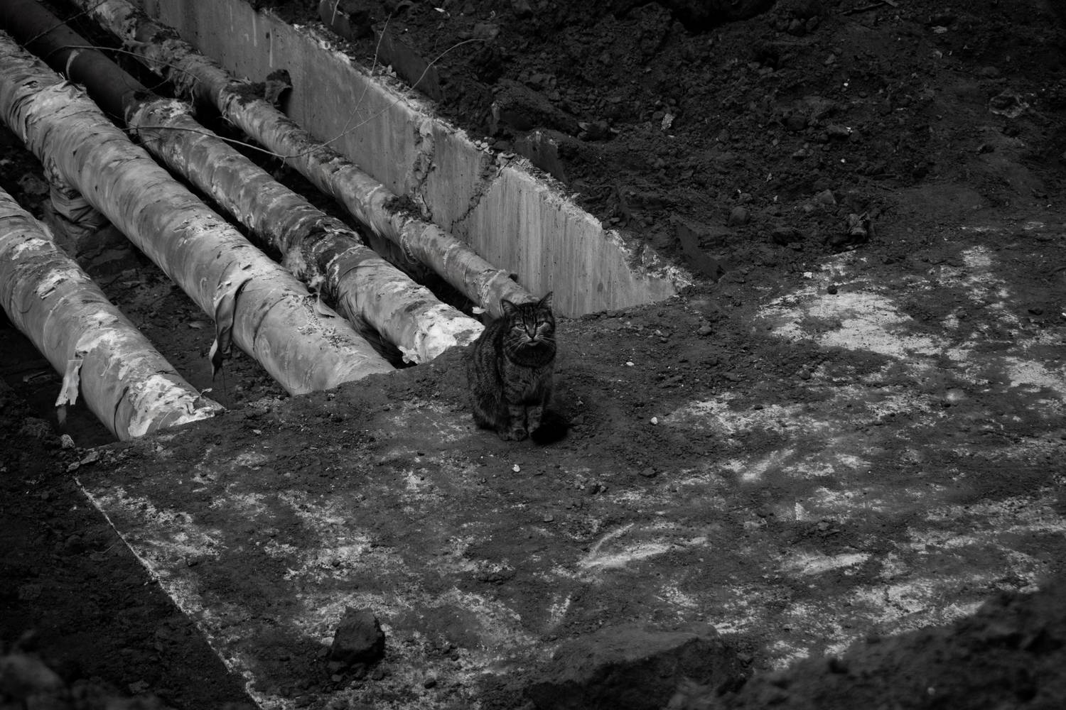 Кот в бездне Кот в бездне