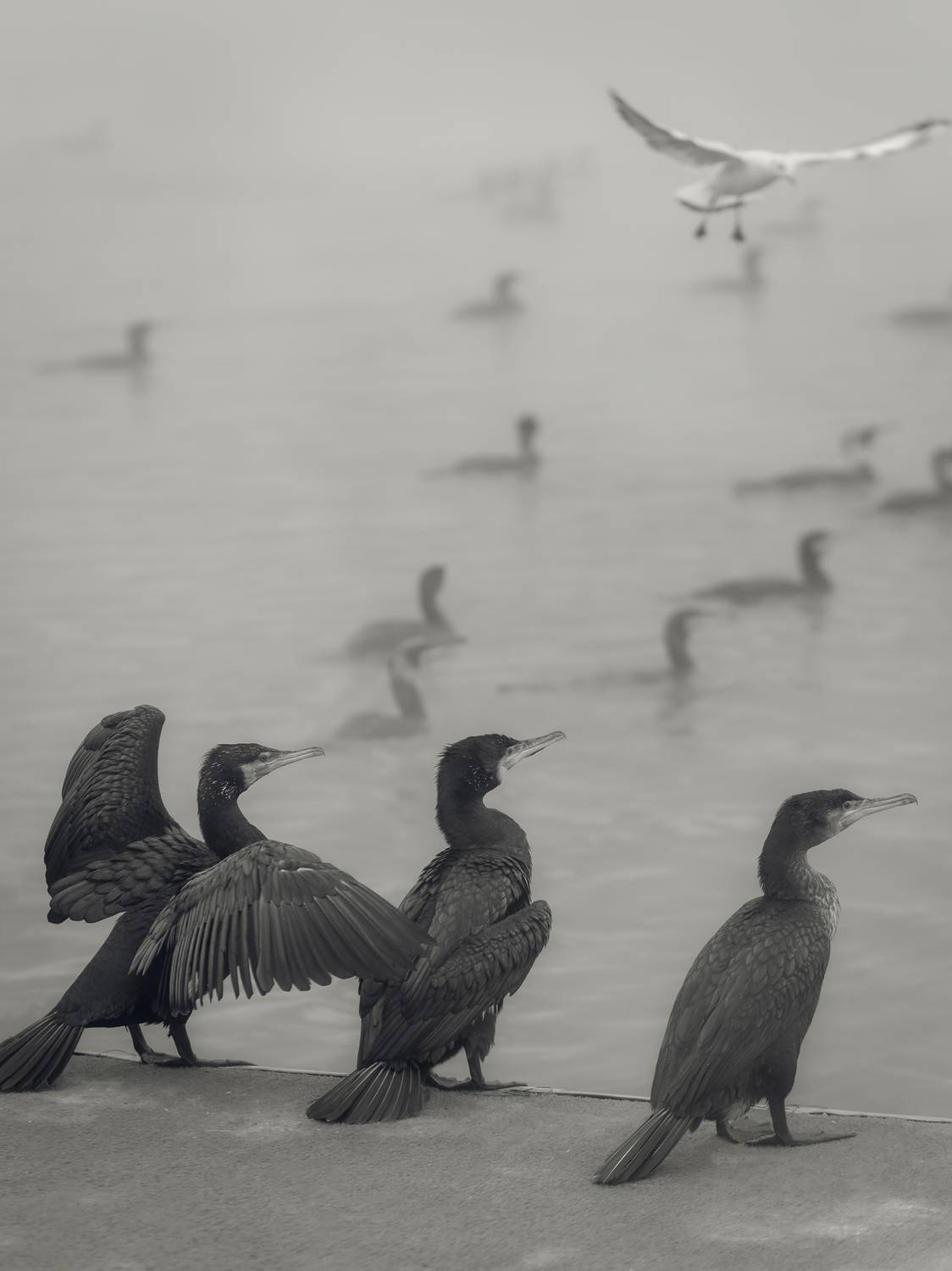 Фотография #13375326