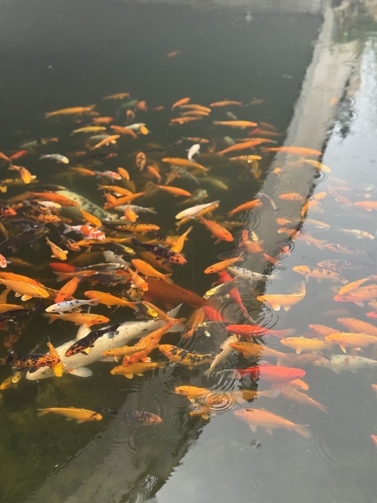 Photograph by Лиза Шабурова