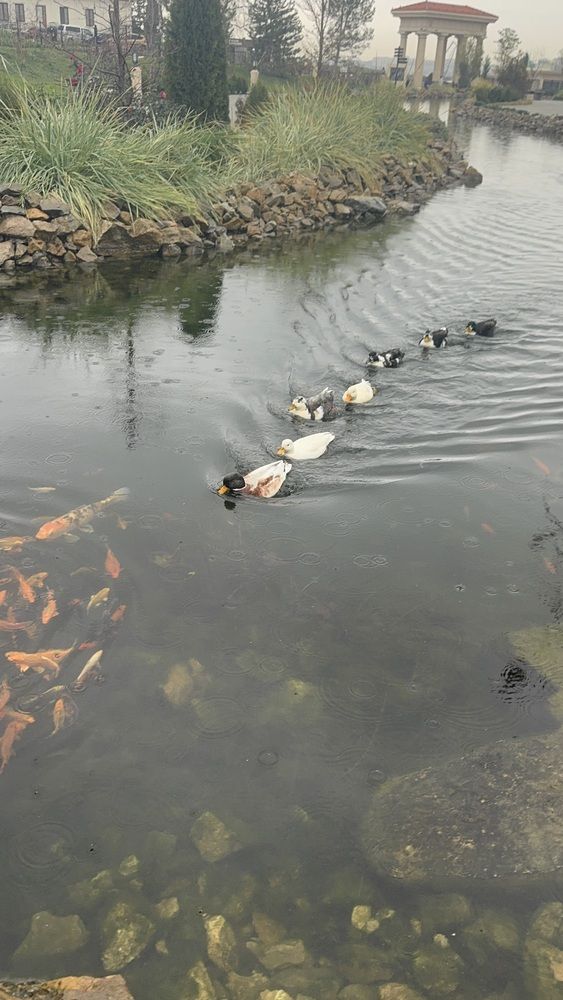 Photograph by Лиза Шабурова