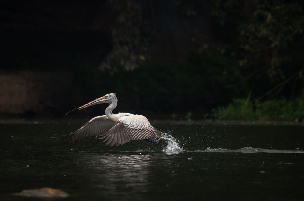 Photograph by Harsha Devalla