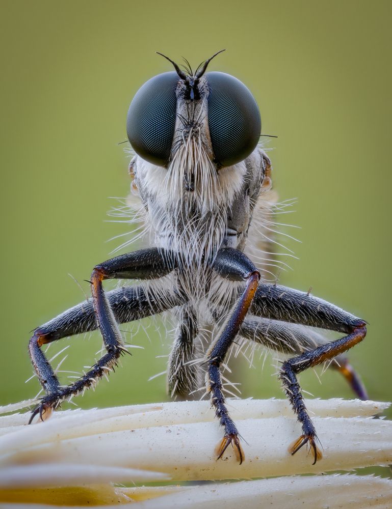 Asilidae