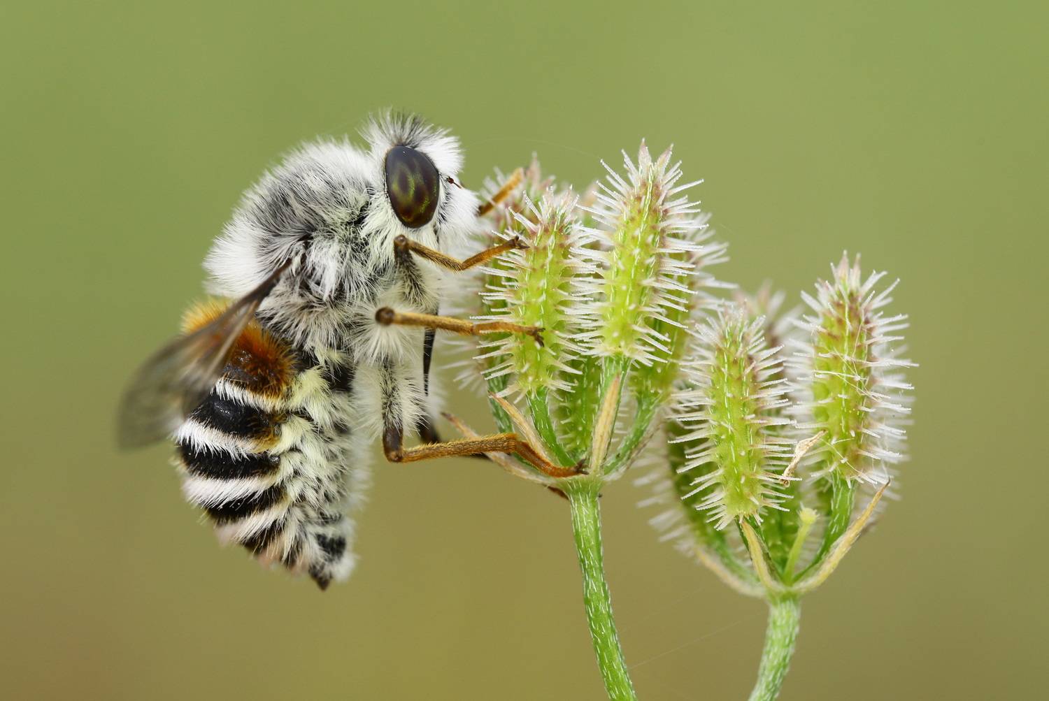 Fallenia sp. Fallenia sp.