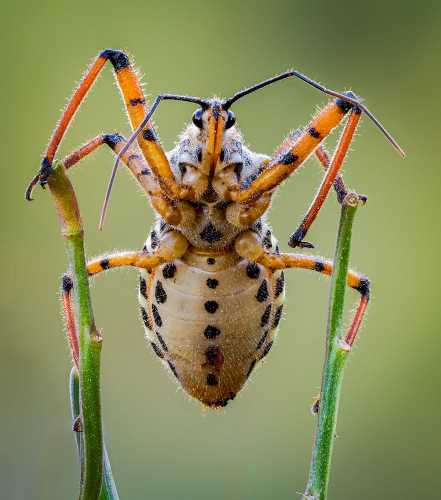 Rhynocoris punctiventris.