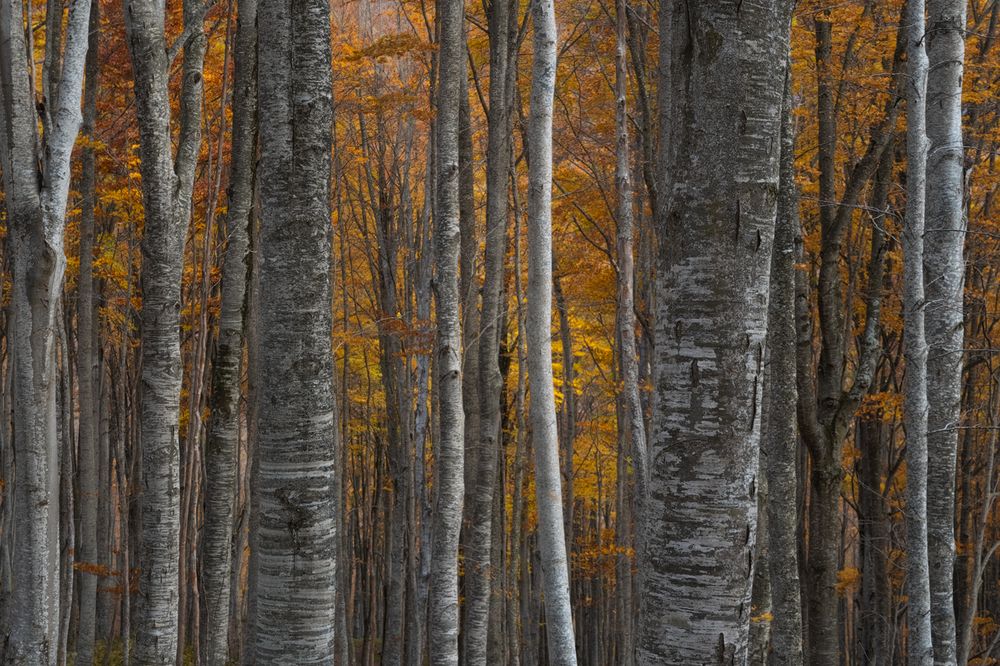 Photograph by Domenico Marrano
