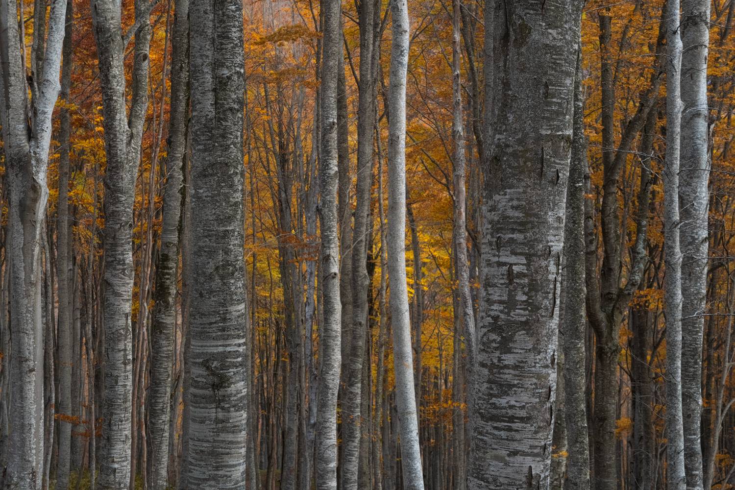 Фотография #13375901