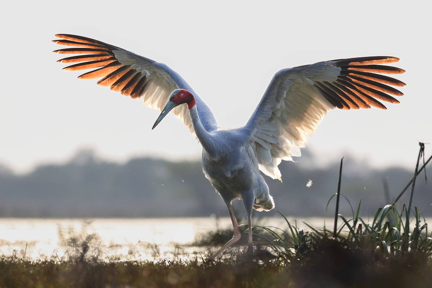 Фотография #13376075