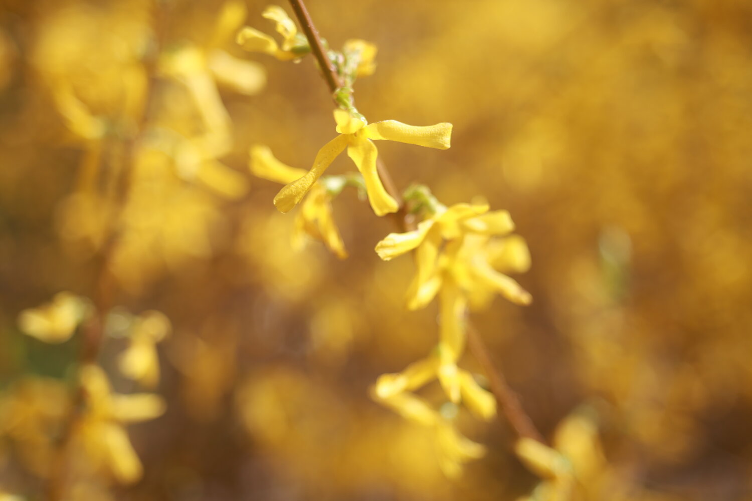 Photo #13376141