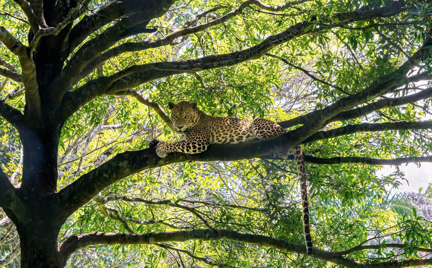 Canopy King Canopy King