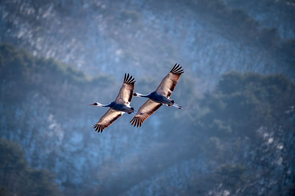 Photograph by Harsha Devalla