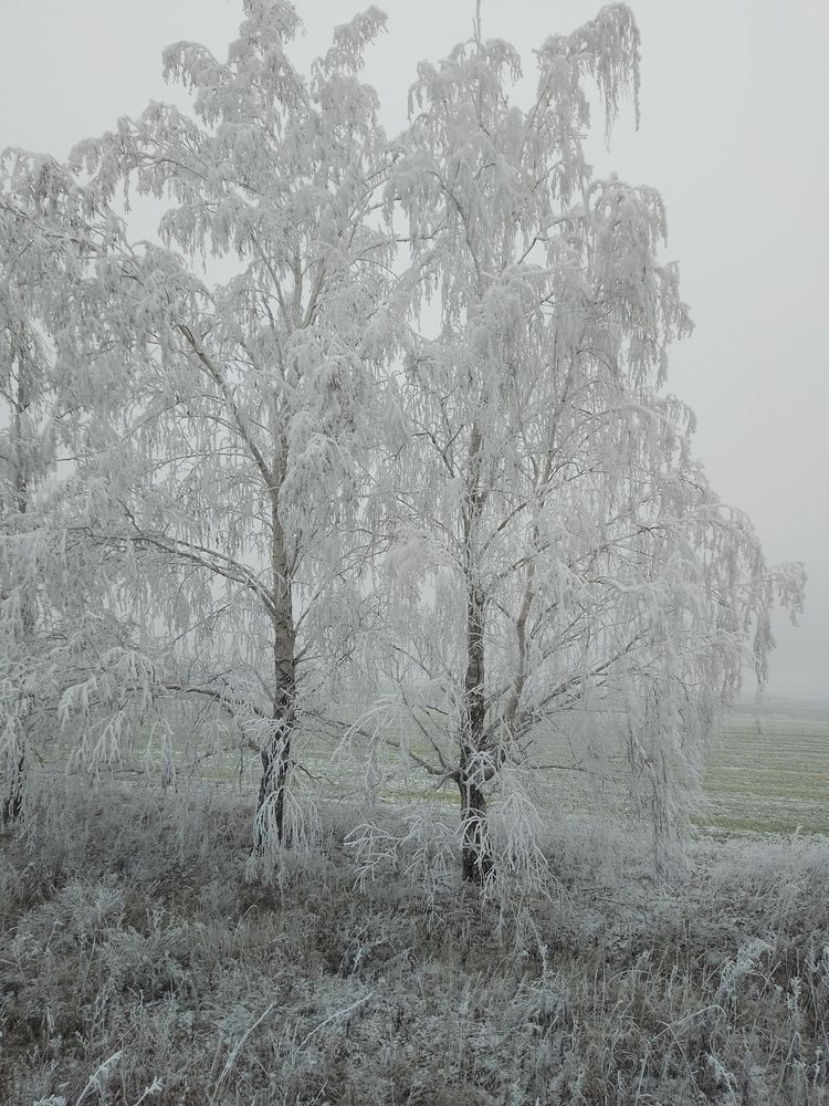 Photo #13376441