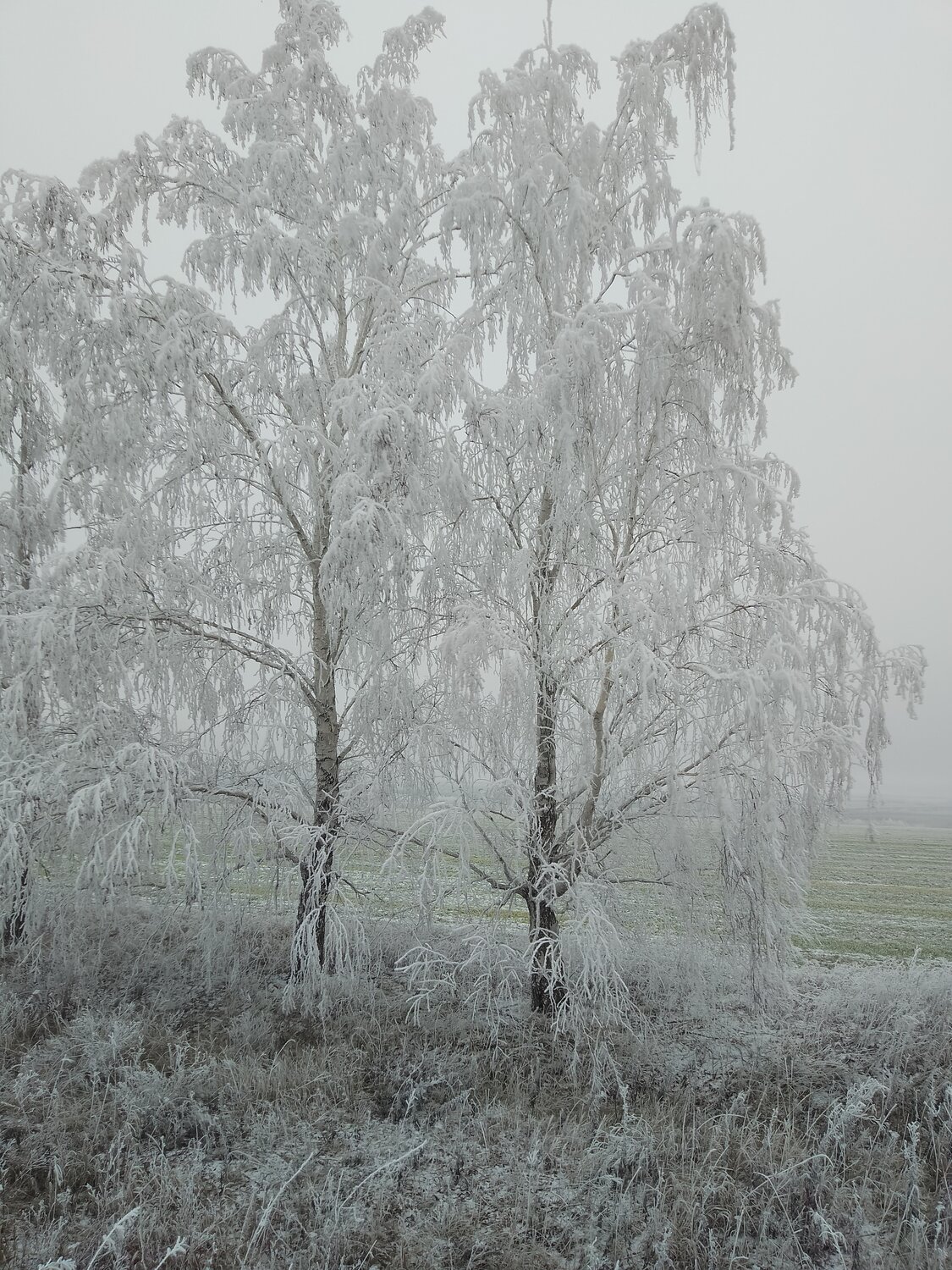 Photo #13376441
