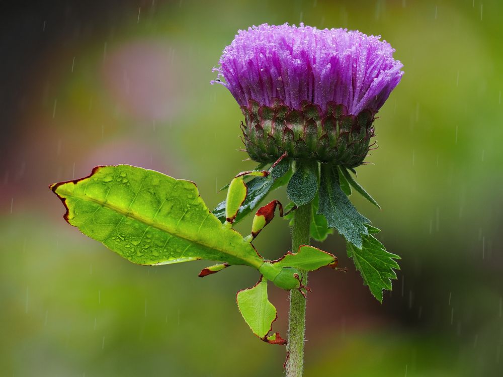 Leaf That Breathes
