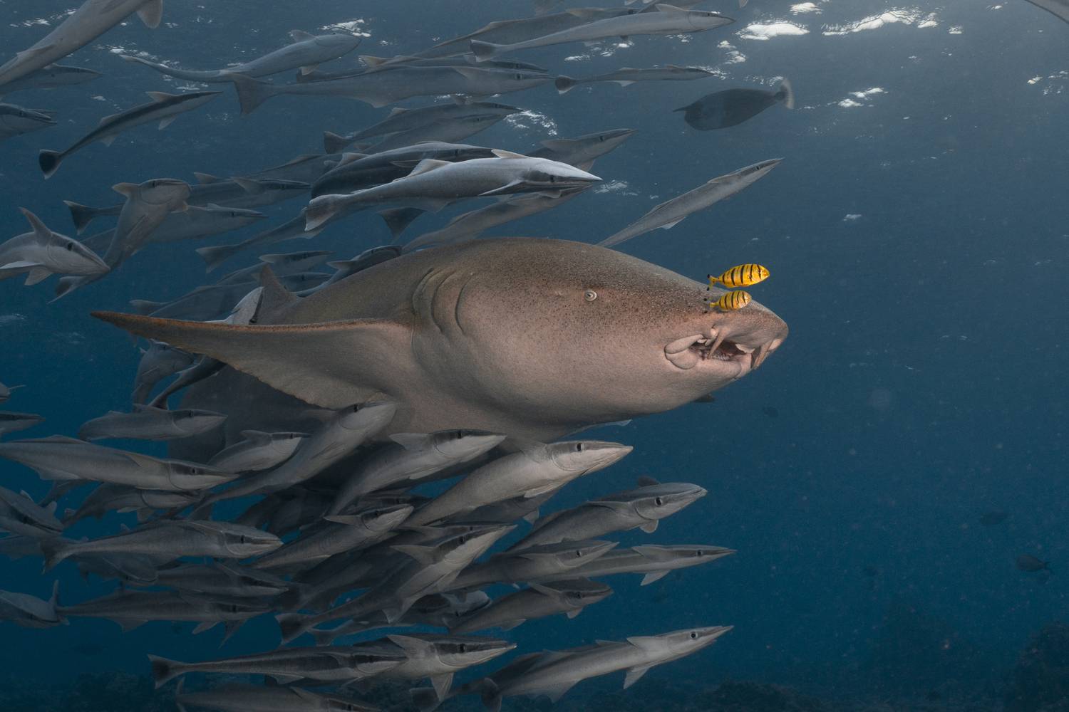 Mr king and his court