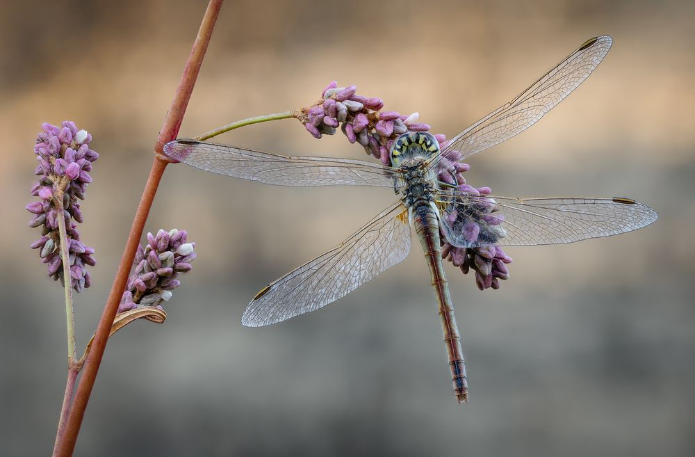 Dragonfly